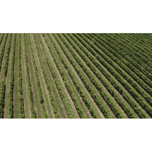 Индукционная стеклокерамич. панель Kuppersbusch KMI 8590.0 SR Gold