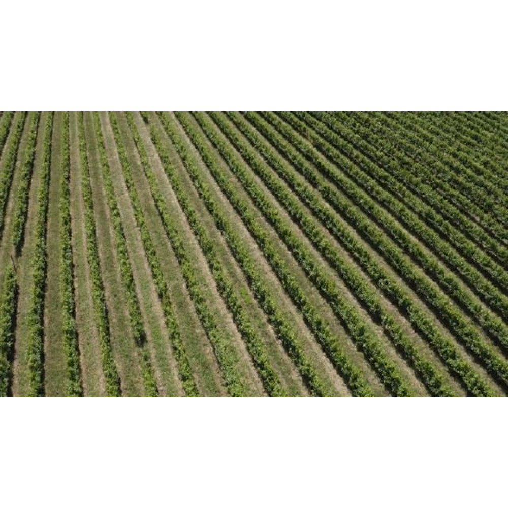 Варочная панель Kuppersbusch KI 9880.1 SR